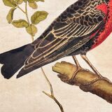 Starling engraving of the Magellanic lands