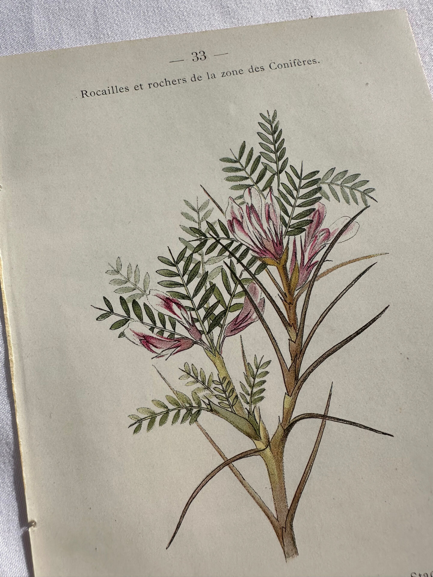 Planche Naturaliste – Gravure botanique ancienne 19eme  recto verso