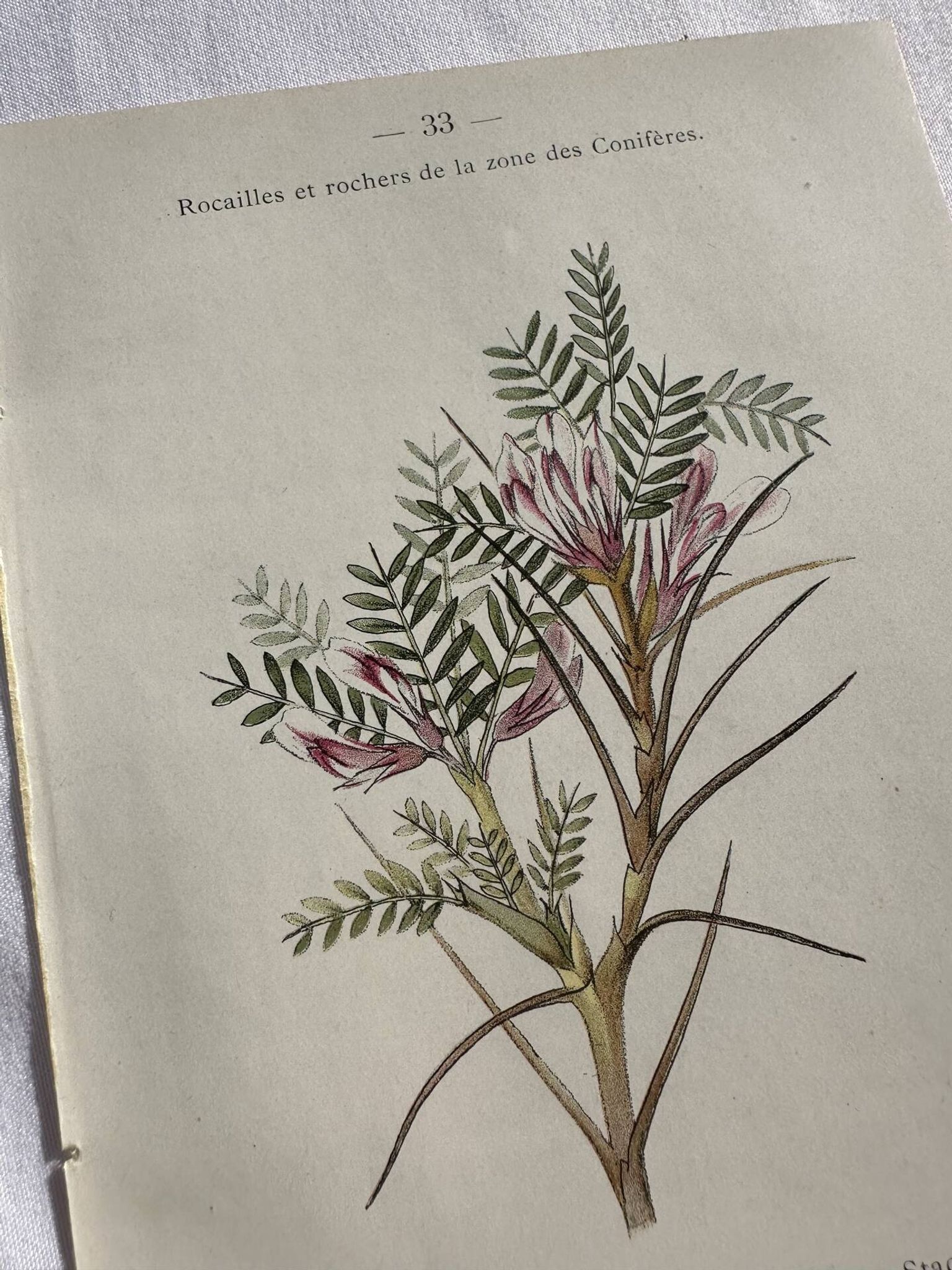 Planche Naturaliste – Gravure botanique ancienne 19eme  recto verso