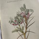 Planche Naturaliste – Gravure botanique ancienne 19eme  recto verso