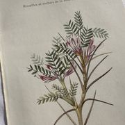 Planche Naturaliste – Gravure botanique ancienne 19eme  recto verso