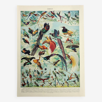 Gravure ancienne 1928, Oiseaux 2, ornithologie, volatiles • Lithographie, Planche originale