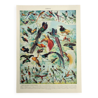 Gravure ancienne 1928, Oiseaux 2, ornithologie, volatiles • Lithographie, Planche originale