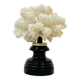Antique natural white bush coral on wooden base Napoleon III cabinet of curiosities