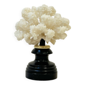 Corail buisson blanc naturel ancien sur socle en bois Napoléon III cabinet de curiosités