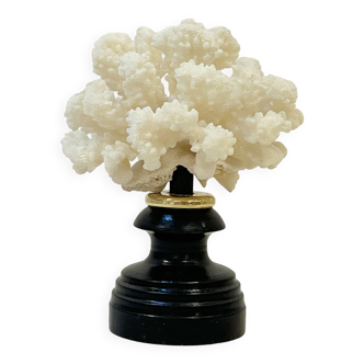 Antique natural white bush coral on wooden base Napoleon III cabinet of curiosities