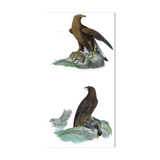 Ornithological Plate Buffon 1840 "Great Eagle & Little Eagle"