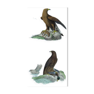 Ornithological Plate Buffon 1840 "Great Eagle & Little Eagle"