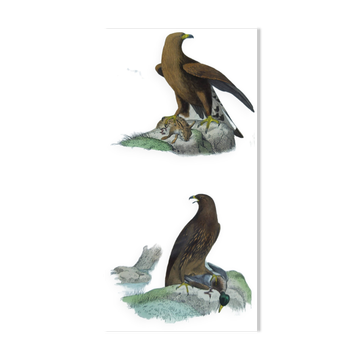 Planche Ornithologique Buffon 1840 "Grand Aigle & Petit Aigle"