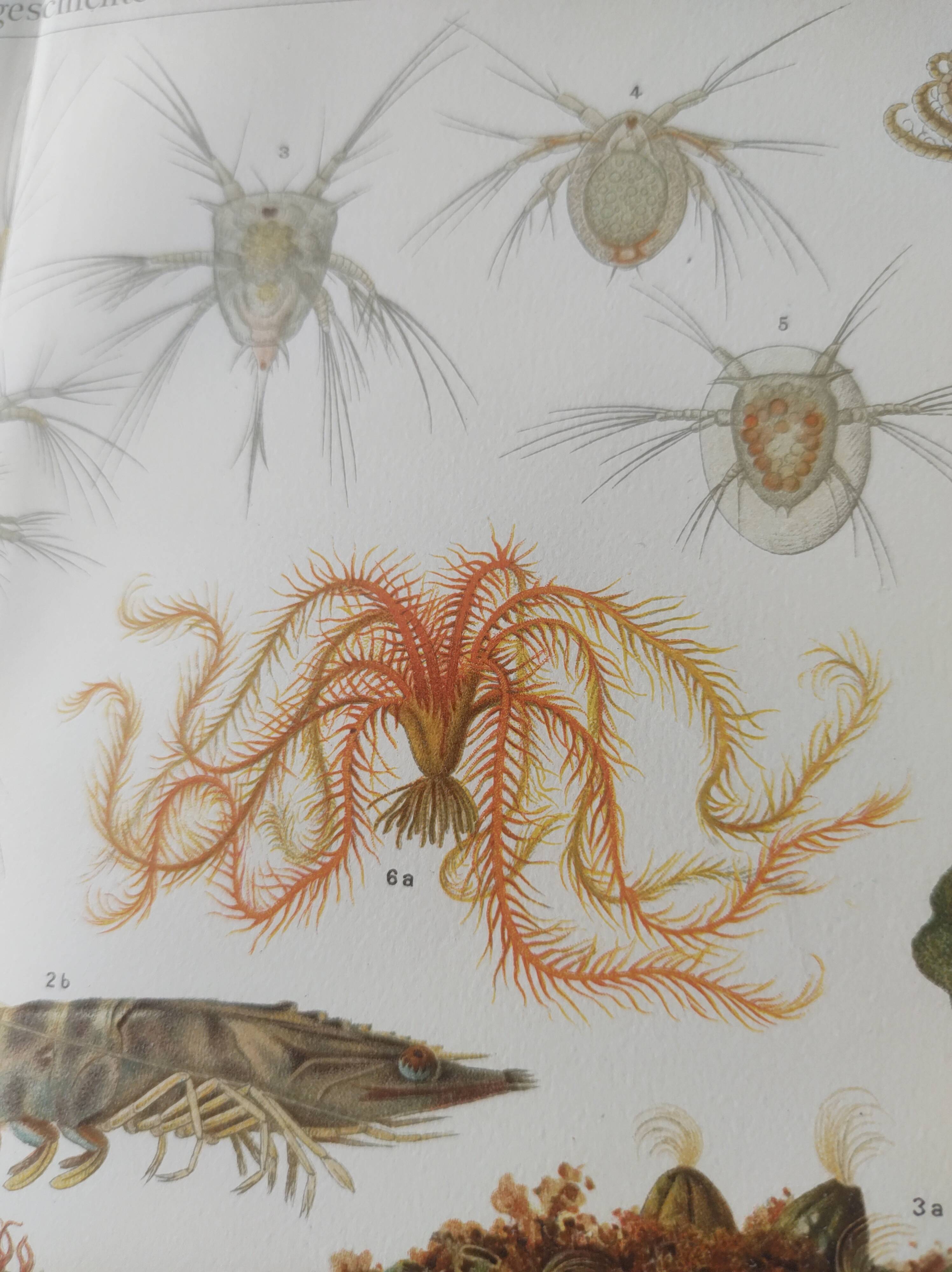 Antique lithograph 1909 - Animals and evolution - zoological plate