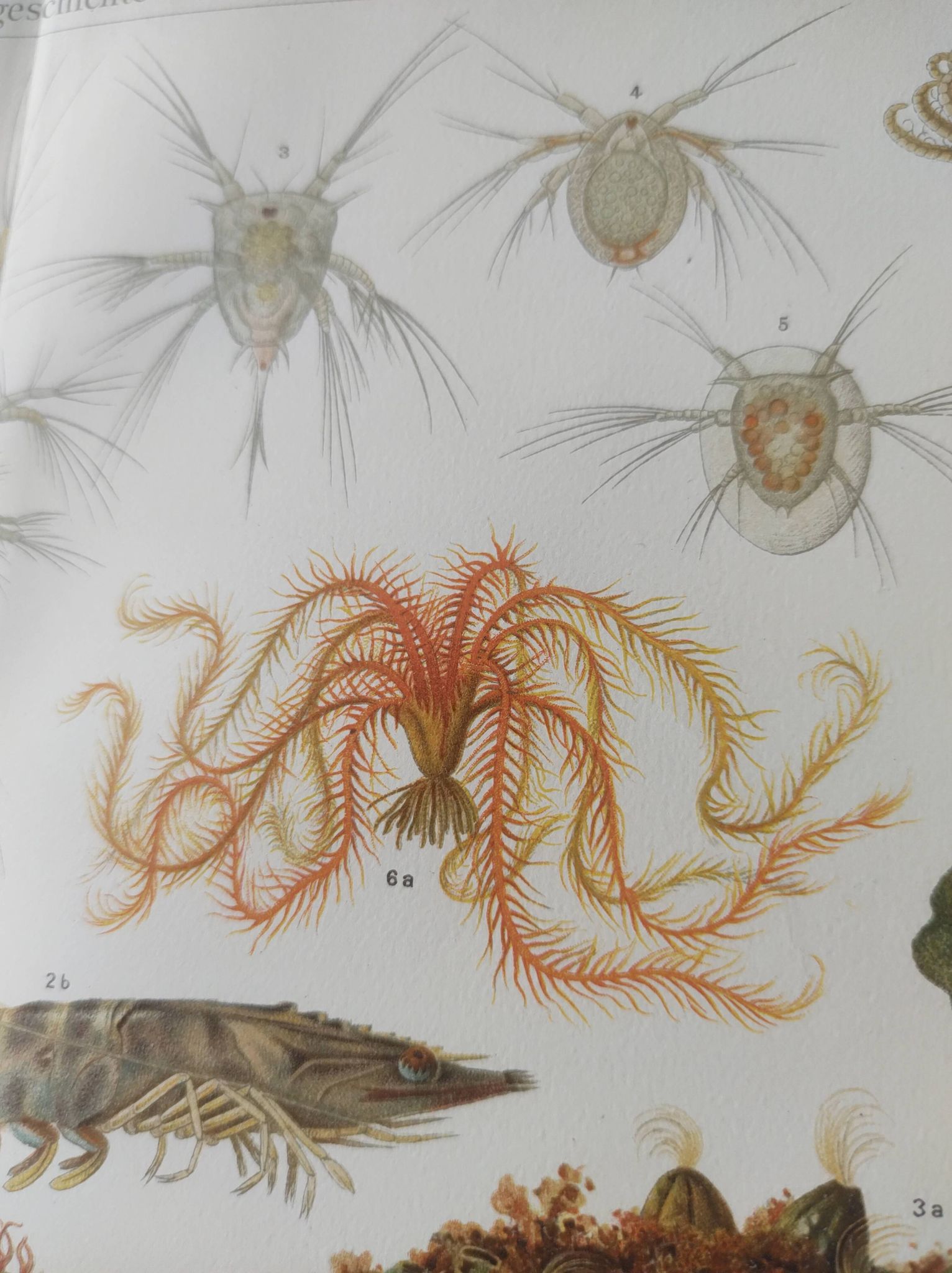 Lithographie ancienne 1909 - Animaux et évolution - planche zoologique