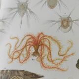 Lithographie ancienne 1909 - Animaux et évolution - planche zoologique