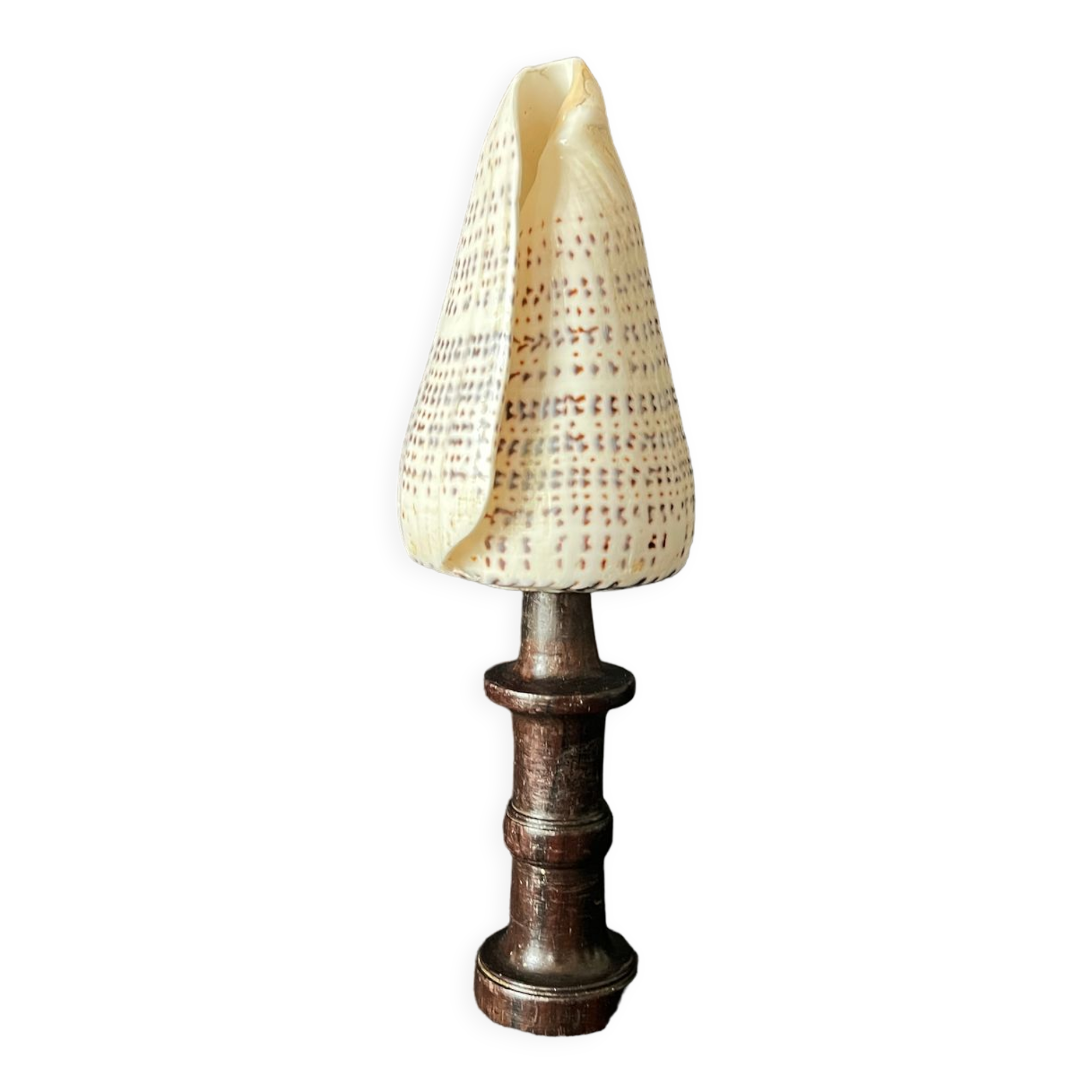 Shell Conus Litteratus on blackened turned wooden base old cabinet of curiosities