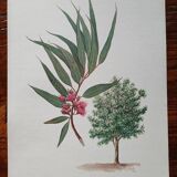 Botanical poster - Eucalyptus