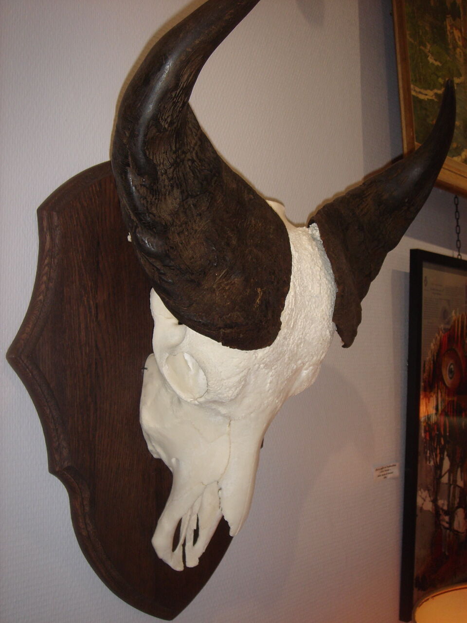 Namibia's Kettner massacre buffalo