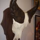 Namibia's Kettner massacre buffalo