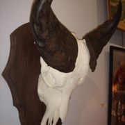Namibia's Kettner massacre buffalo
