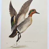 Bird board 60s - Teal - Vintage ornithological illustration