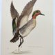 Bird board 60s - Teal - Vintage ornithological illustration