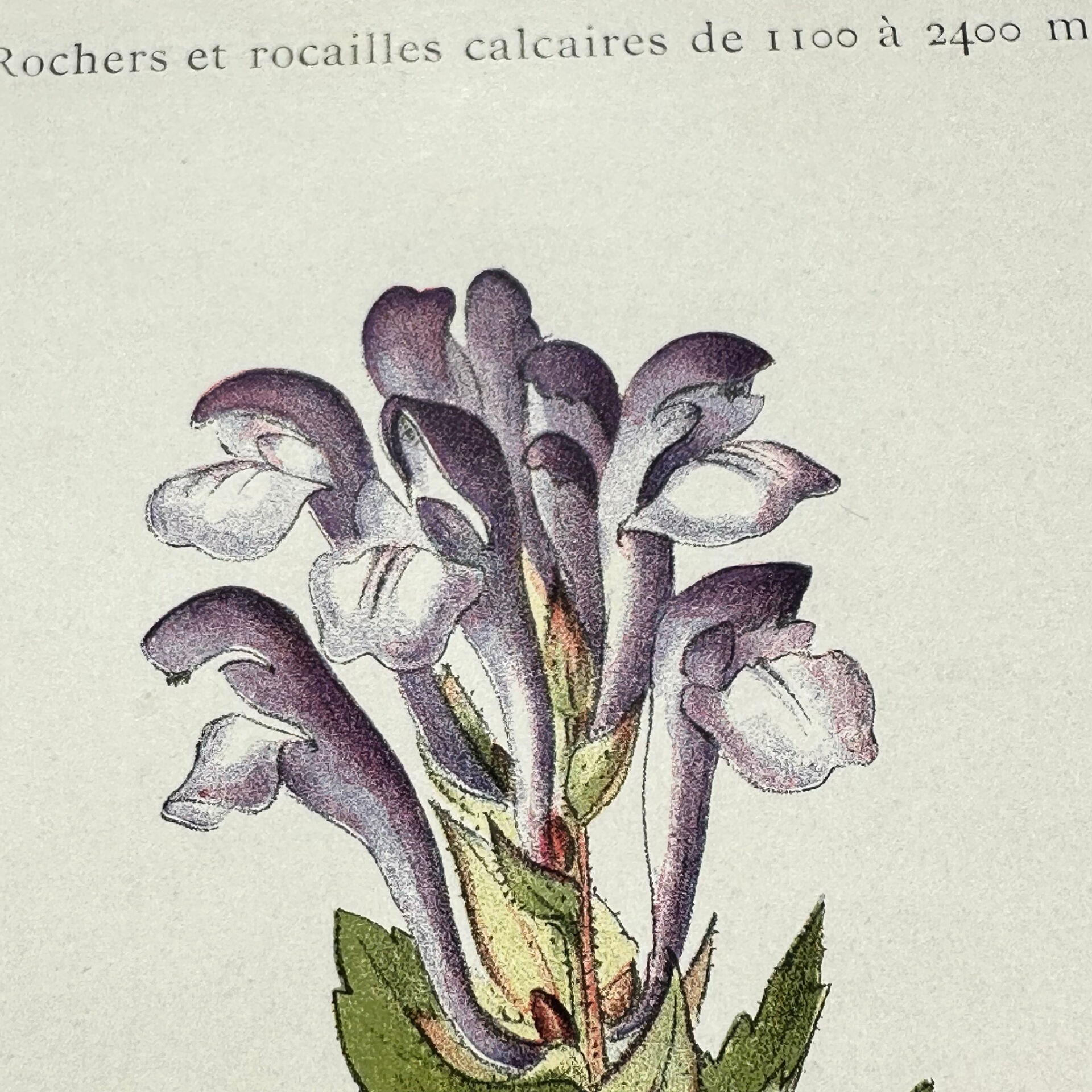 Old botanical engraving from the 19th century – Coloured plant illustration