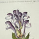 Old botanical engraving from the 19th century – Coloured plant illustration