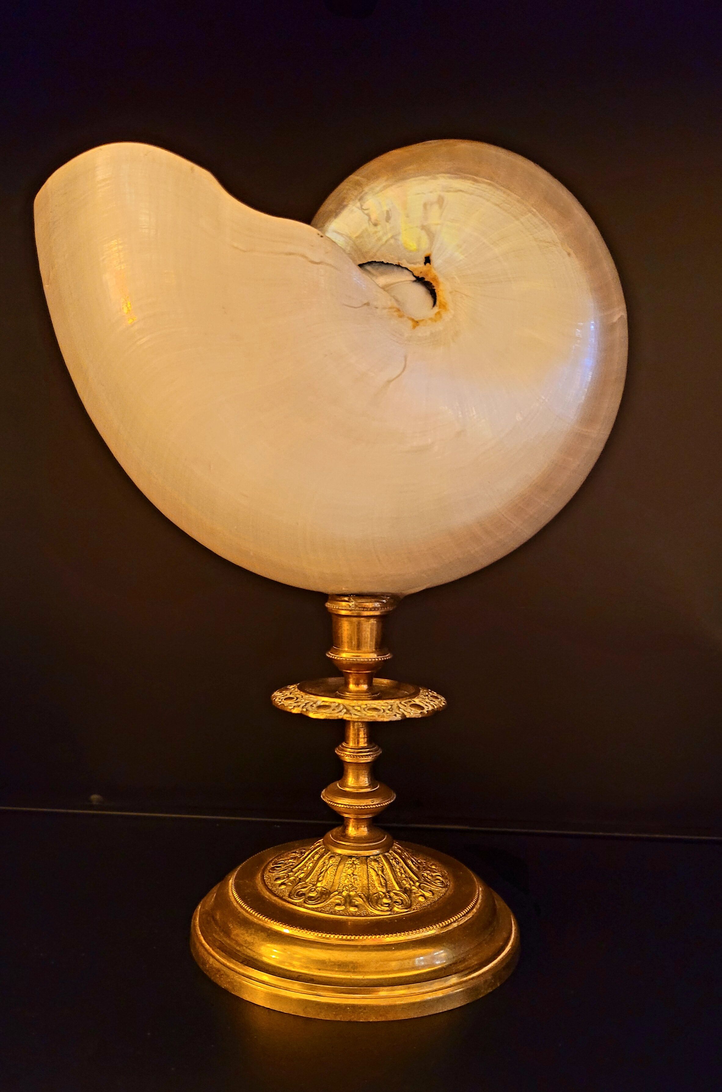 Cabinet of curiosities Nautile mother-of-pearl shell old collection