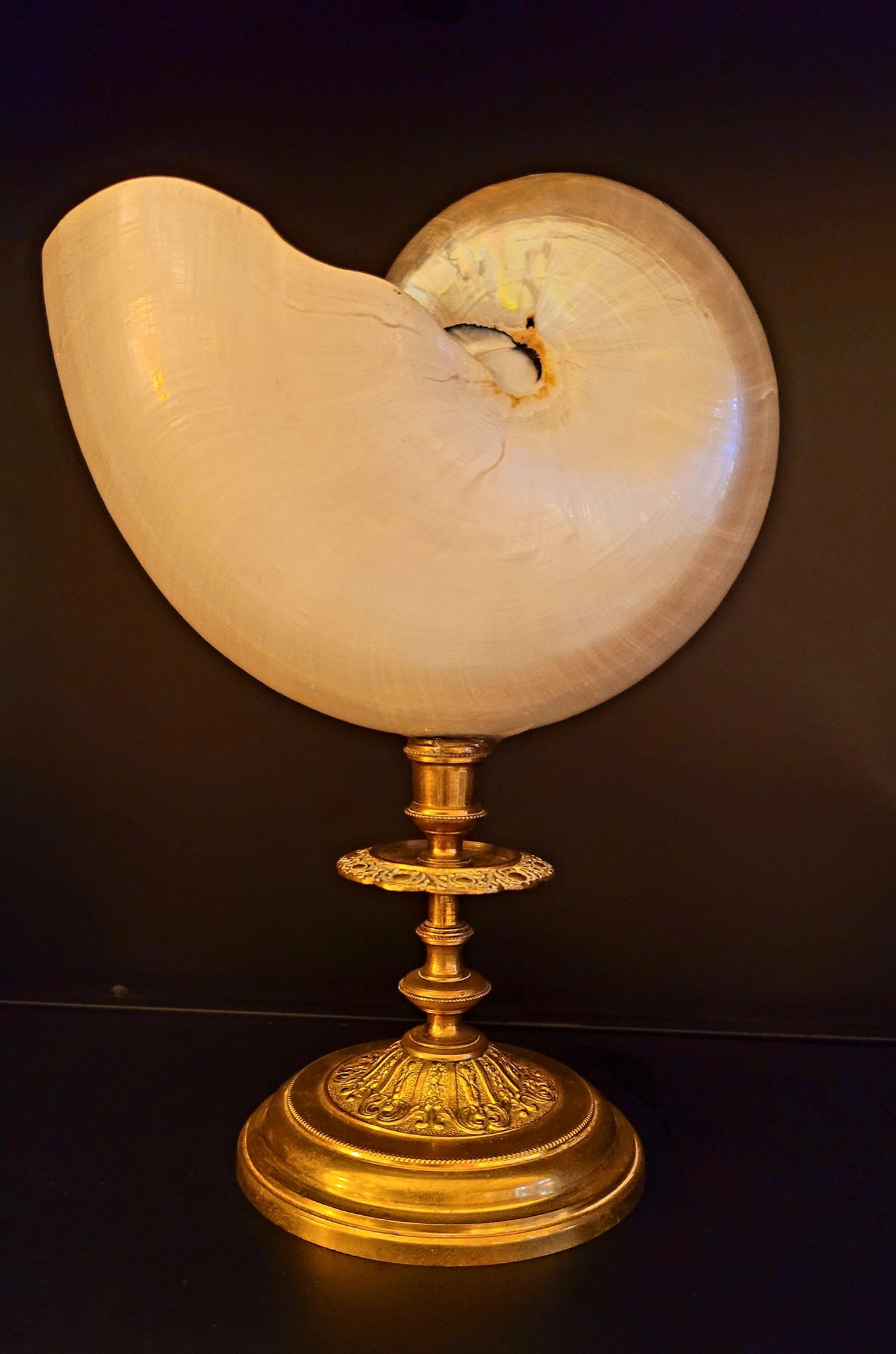 Cabinet of curiosities Nautile mother-of-pearl shell old collection