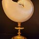 Cabinet of curiosities Nautile mother-of-pearl shell old collection