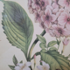 Botanical engraving