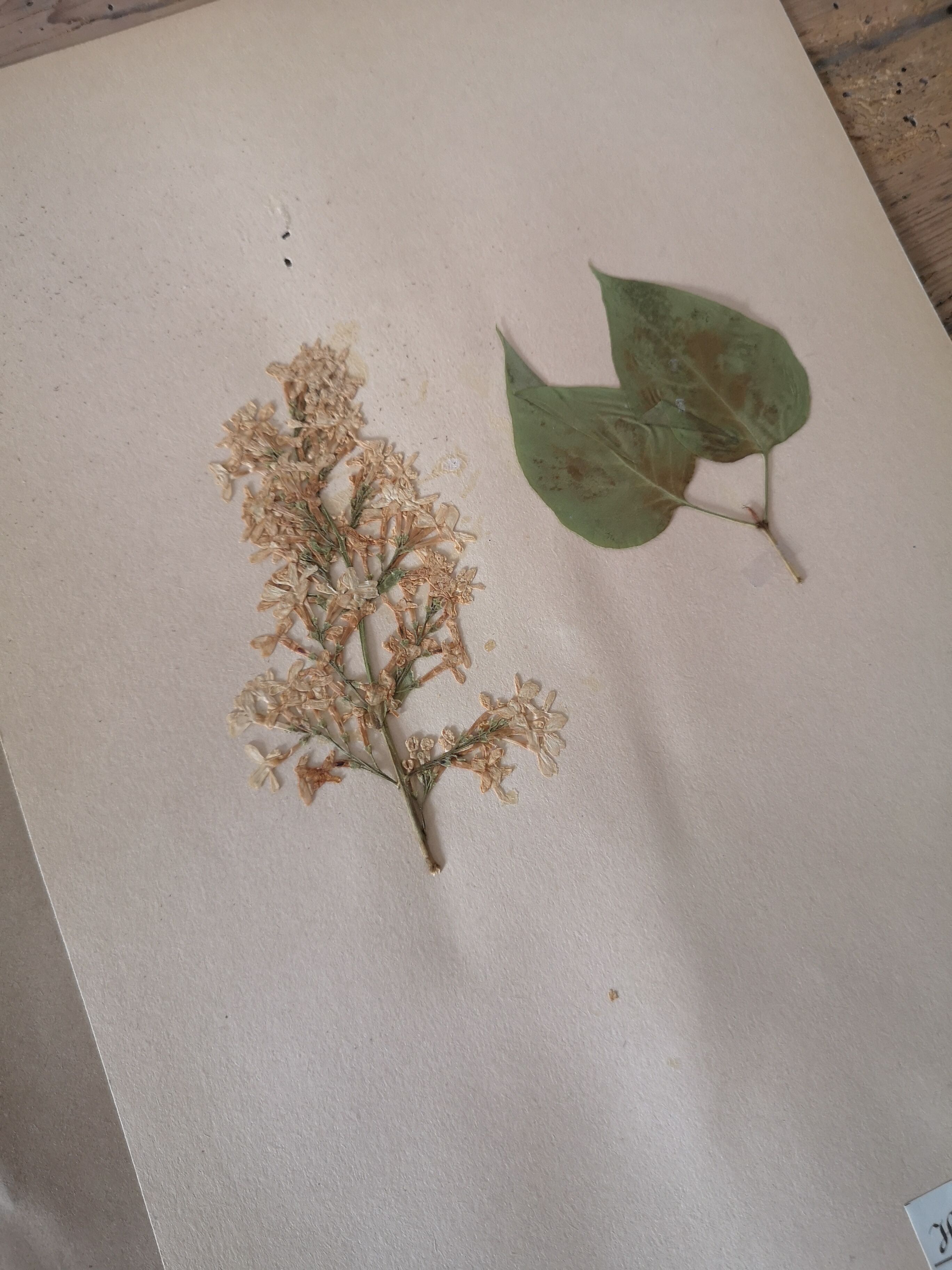 Herbarium - ancient Swedish herbarium board