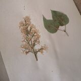 Herbarium - ancient Swedish herbarium board