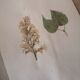 Herbarium - ancient Swedish herbarium board