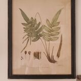 Framed herbarium illustration with a vintage effect.