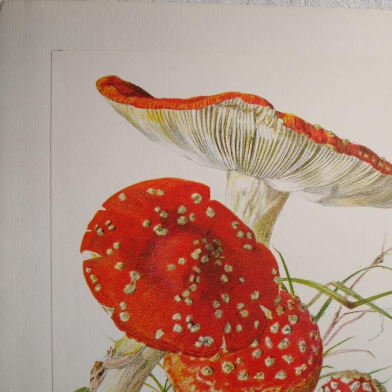 Botanical board mushroom Amanite Tue-mouches