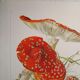 Planche botanique champignon Amanite Tue-mouches