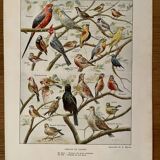 Lithograph on aviary birds - 1920
