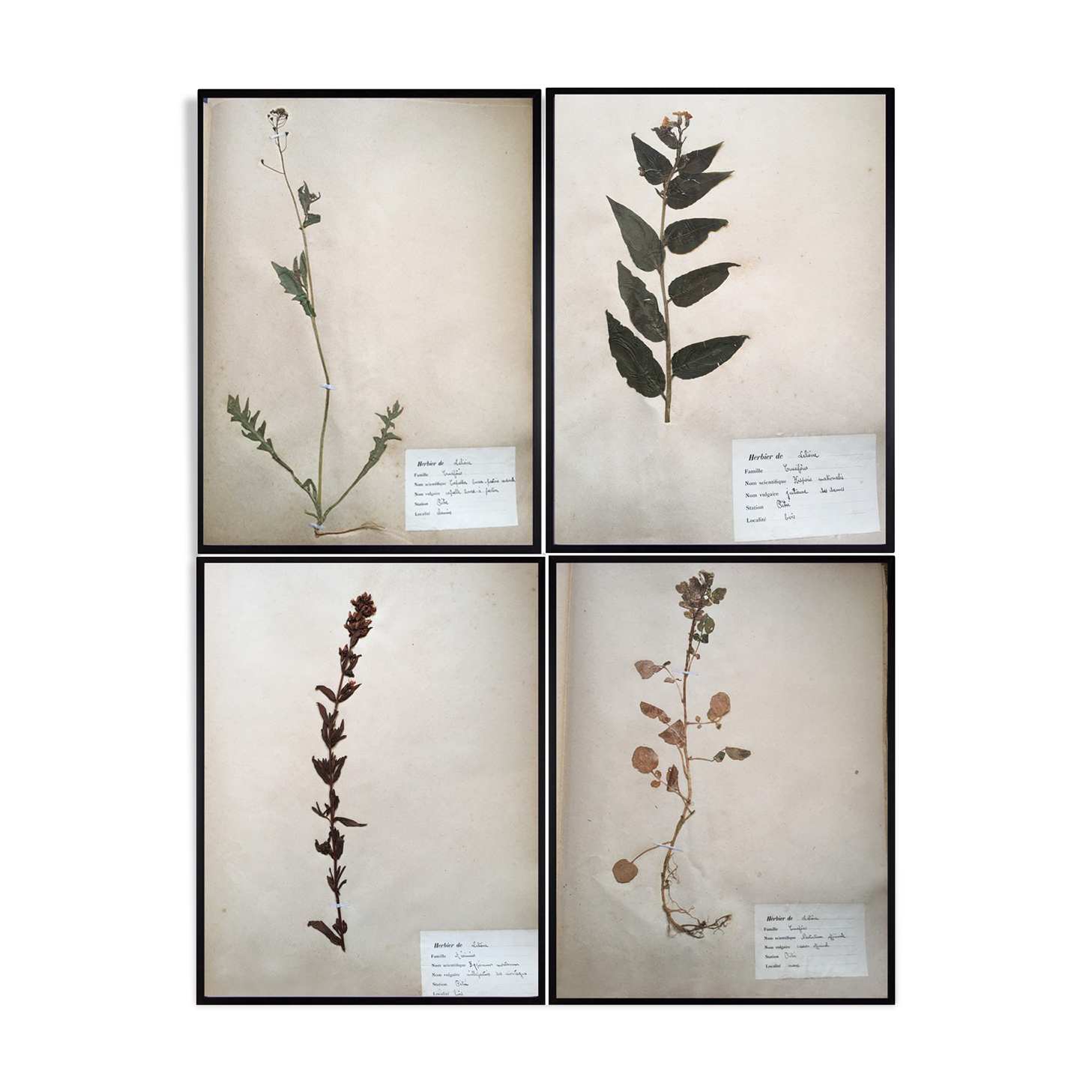 Lot de 4 planches herbier vintage 1924