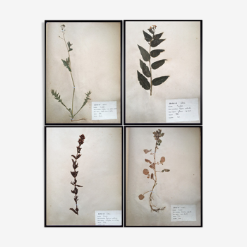 Set of 4 boards herbarium vintage 1924