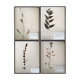 Lot de 4 planches herbier vintage 1924