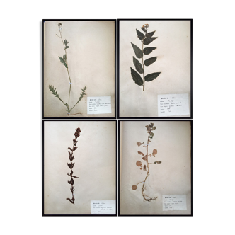Set of 4 boards herbarium vintage 1924