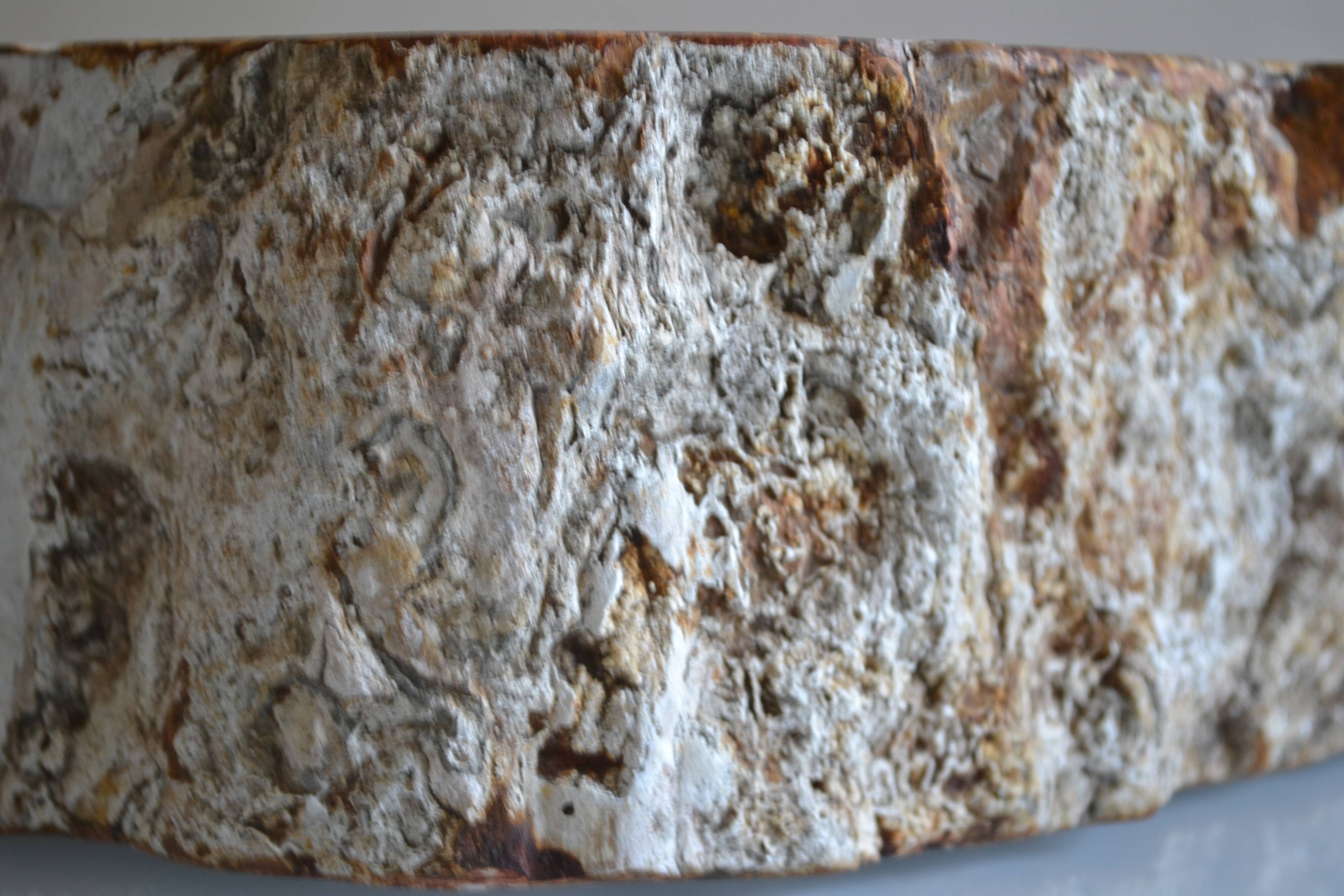 Empty pocket or ashtray in fossilized wood