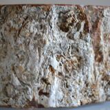 Empty pocket or ashtray in fossilized wood