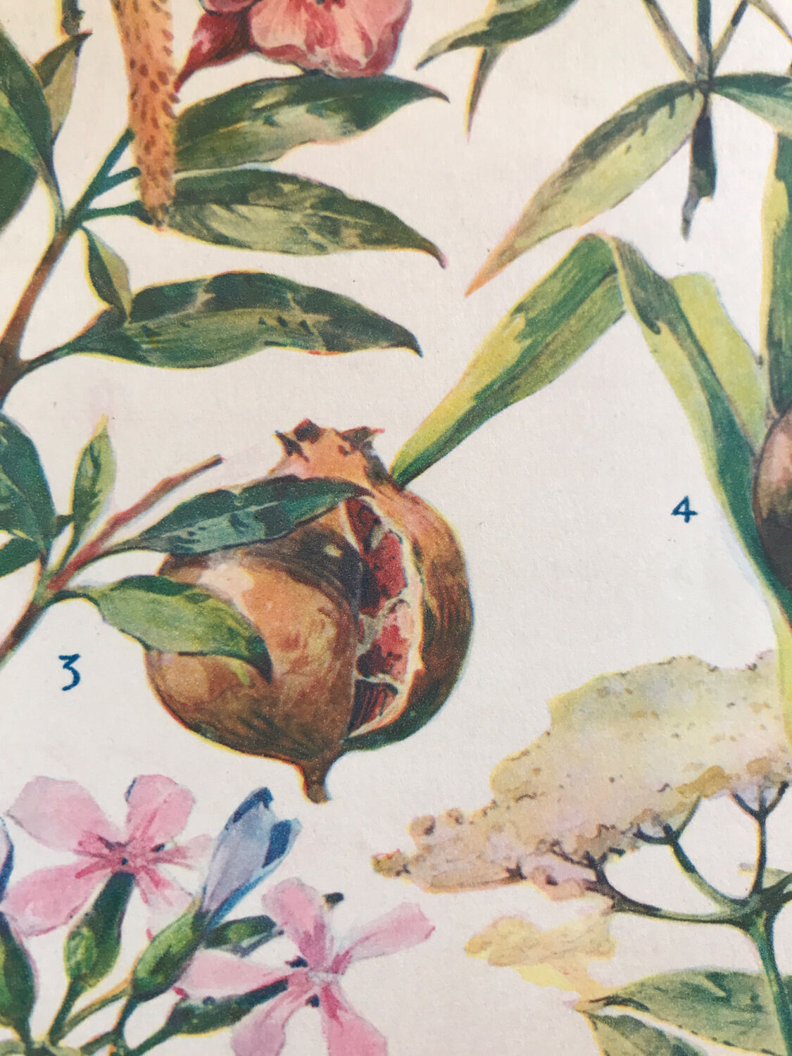 Planche vintage originale fleurs/botanique