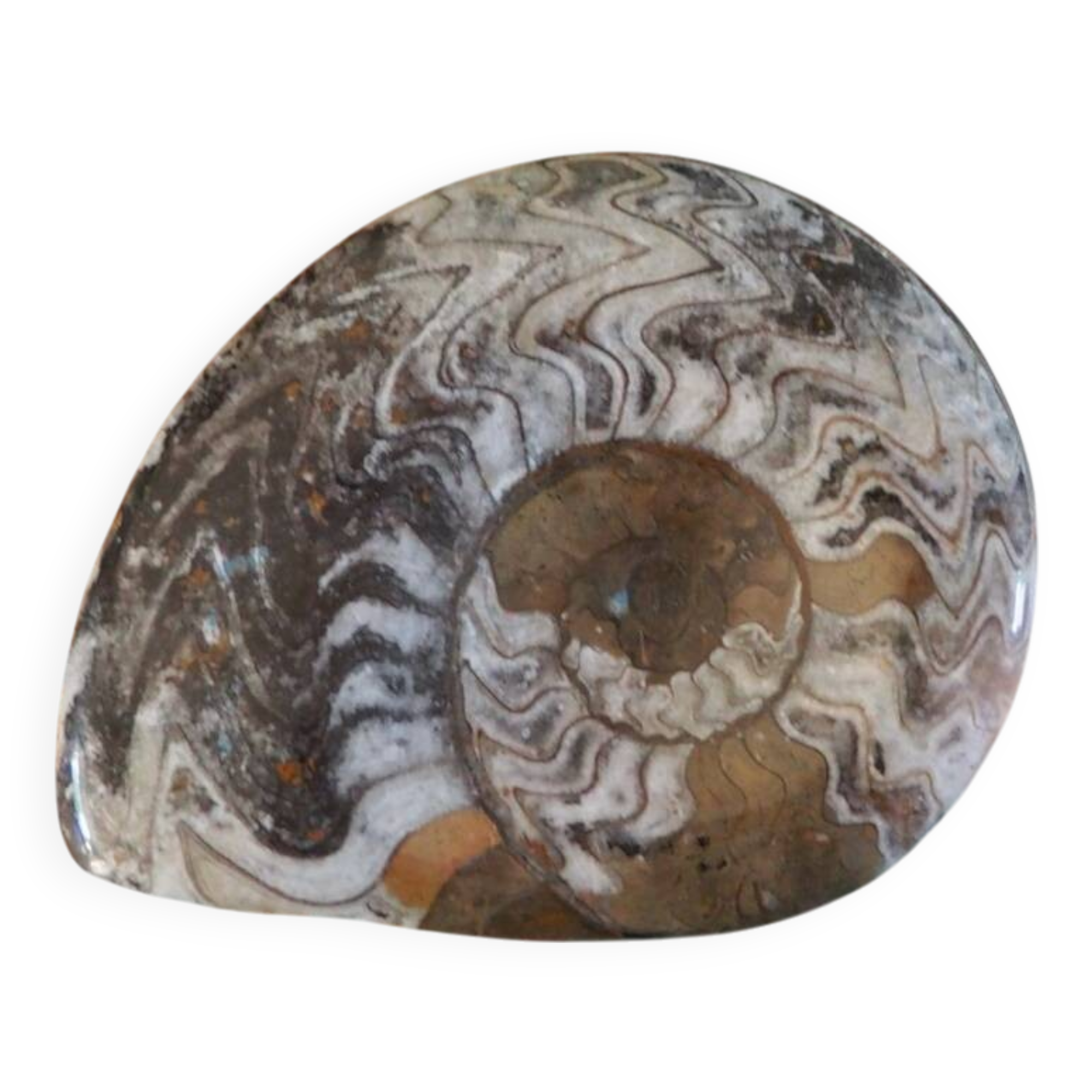 Polished Ammonite