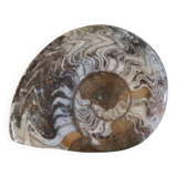 Polished Ammonite