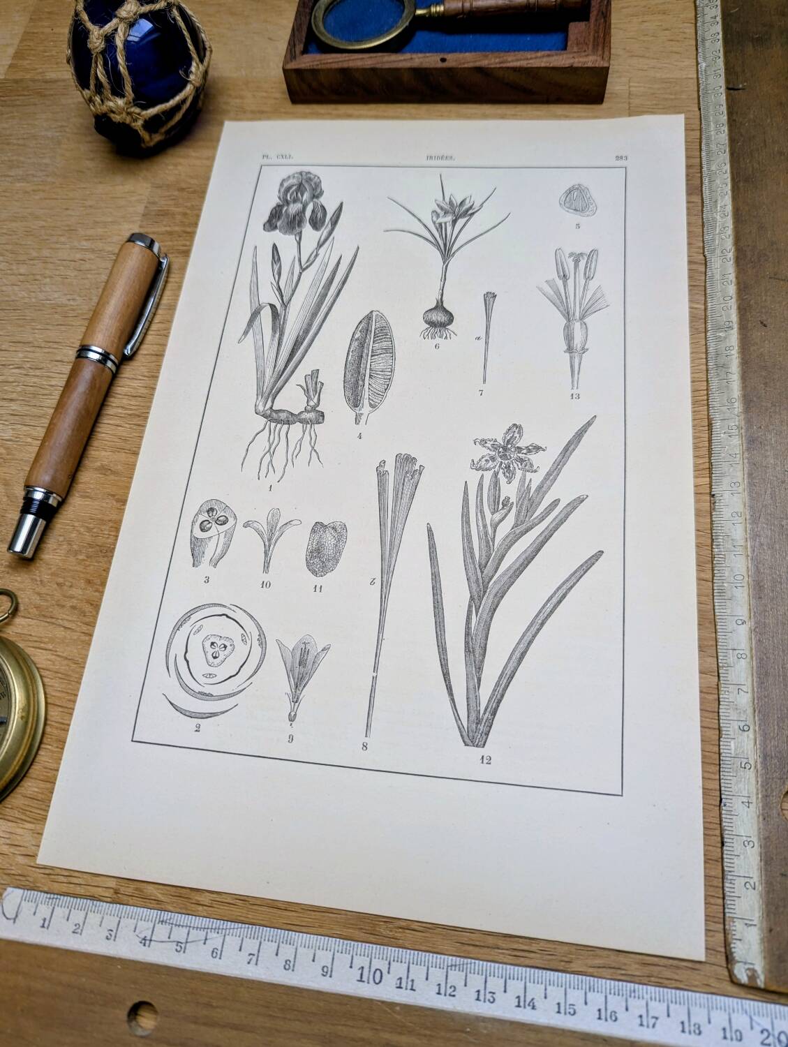Printed in 1889, the Iridaceae (Iridaceae). Old botanical plate.