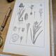 Printed in 1889, the Iridaceae (Iridaceae). Old botanical plate.