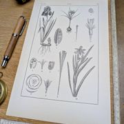 Printed in 1889, the Iridaceae (Iridaceae). Old botanical plate.