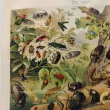 Gravure de 1909 - Insecte coléoptère - Affiche ancienne