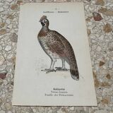 Naturalist engraving botanical plate birds 1908